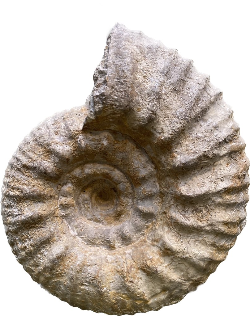 Fossil of a spiral form ammonoid or marine mollusc