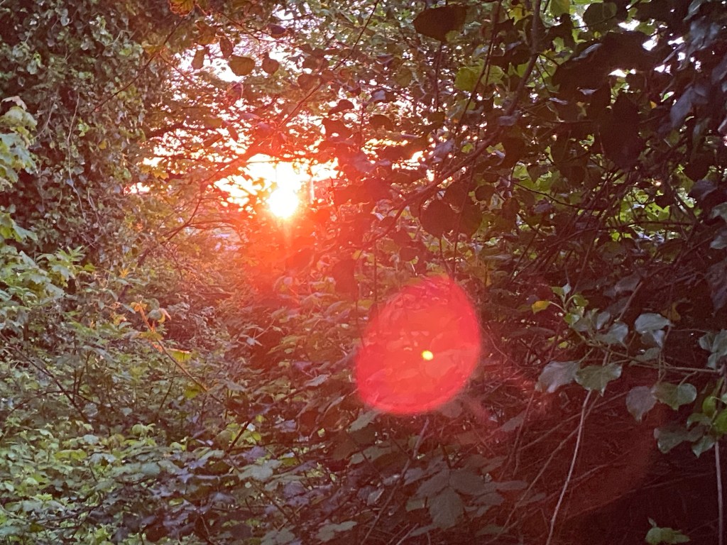 Sunrise through the trees in St Anne's Park