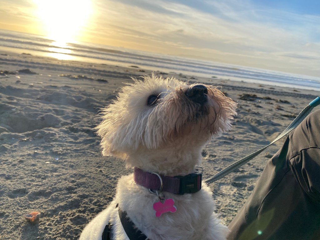 West highland terrier dog (Snowy) on the beach at Dolymount with a low winter sun behind her. 